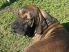 Oro - Photo 8