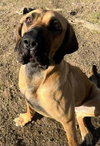 Honey - Photo 3