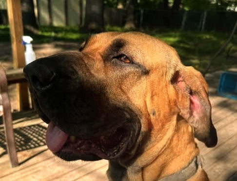 HONEY - Fila Brasileiro / Great Dane available for adoption