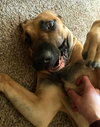 Honey - Photo 6