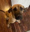 Honey - Photo 9