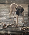 Honey - Photo 16