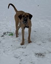 Honey - Photo 15