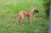 Honey - Photo 17