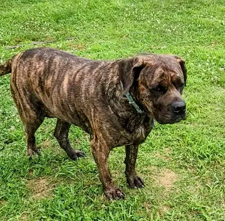Princess - Fila Brasileiro