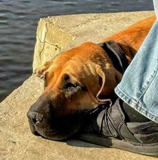 adoptable Dog in Jasper, AL named Ruby
