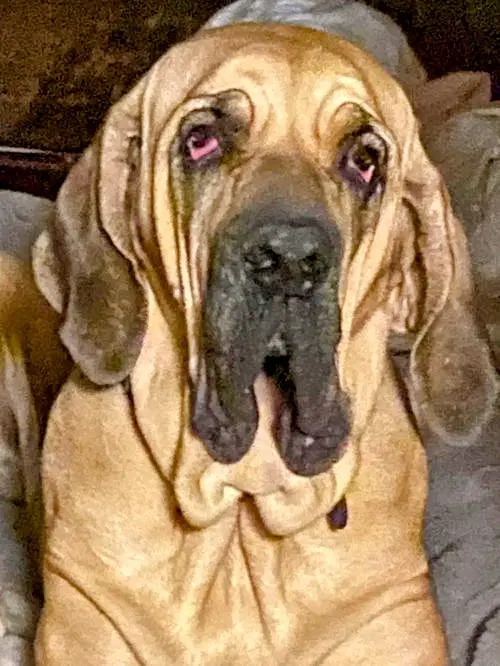 Taarna - Fila Brasileiro