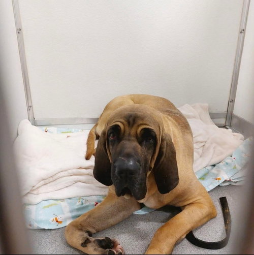 picture of the dog needing adoption