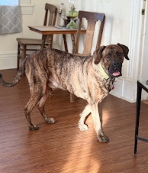RED - Fila Brasileiro / Dogue de Bordeaux available for adoption