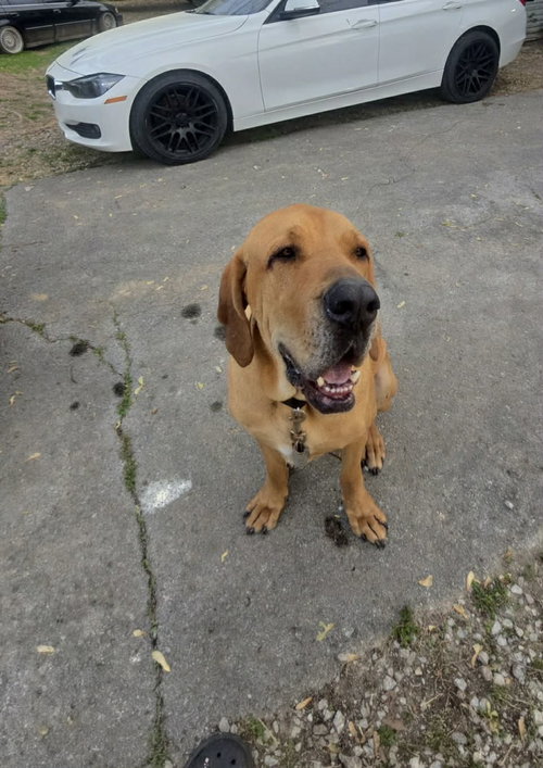Timber, an adoptable Fila Brasileiro in Jasper, AL