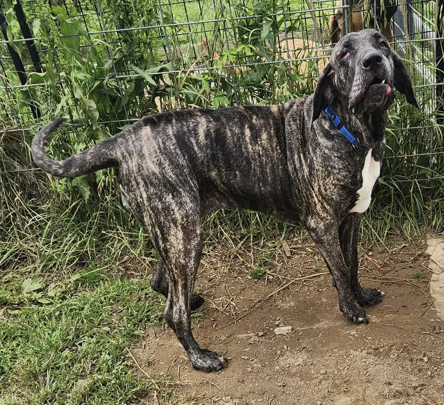 Aurora - Fila Brasileiro