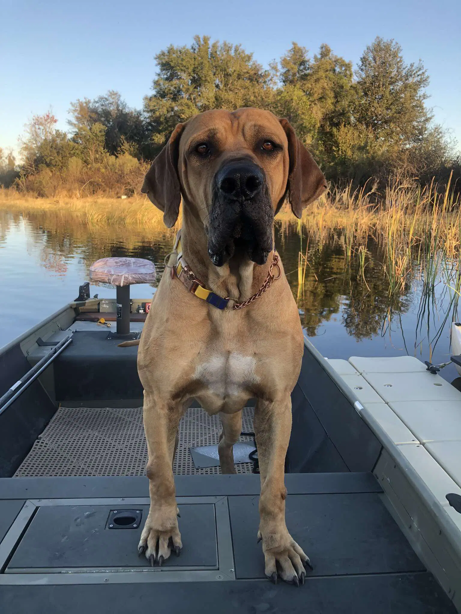 Jax - Fila Brasileiro