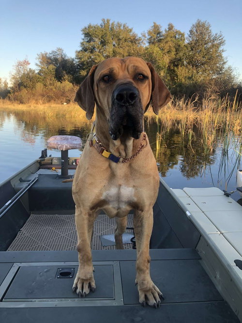 Jax