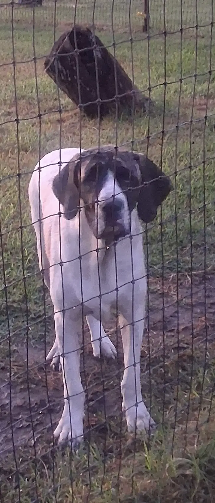 Charles - Fila Brasileiro