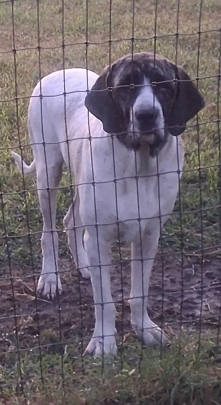 Charles image 2