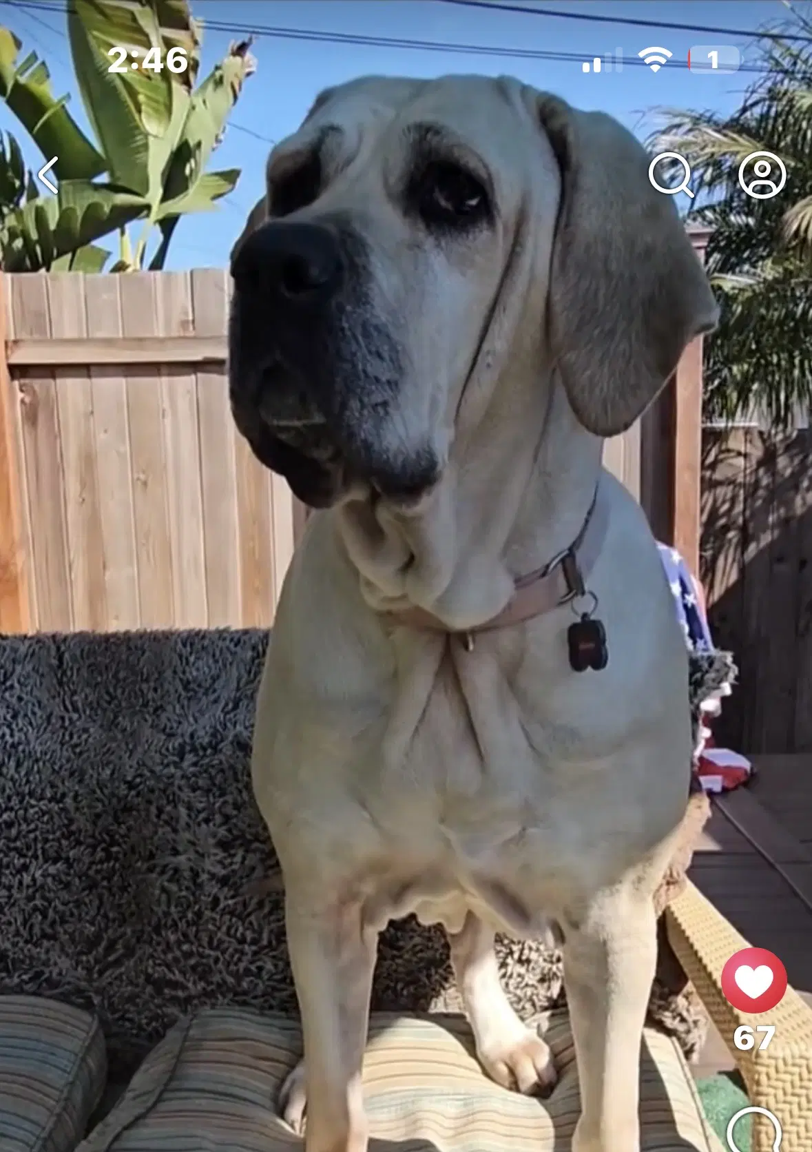 Babe - Fila Brasileiro