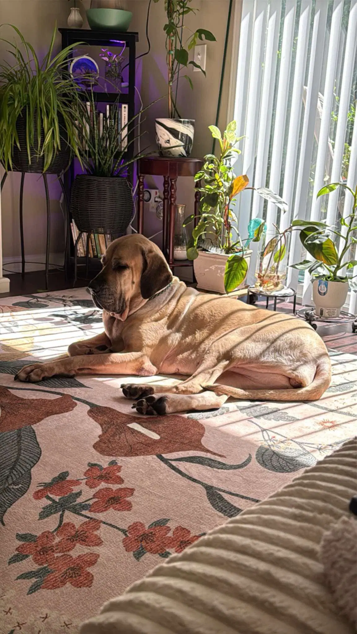 Zuri image 2