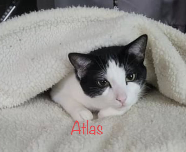 Atlas
