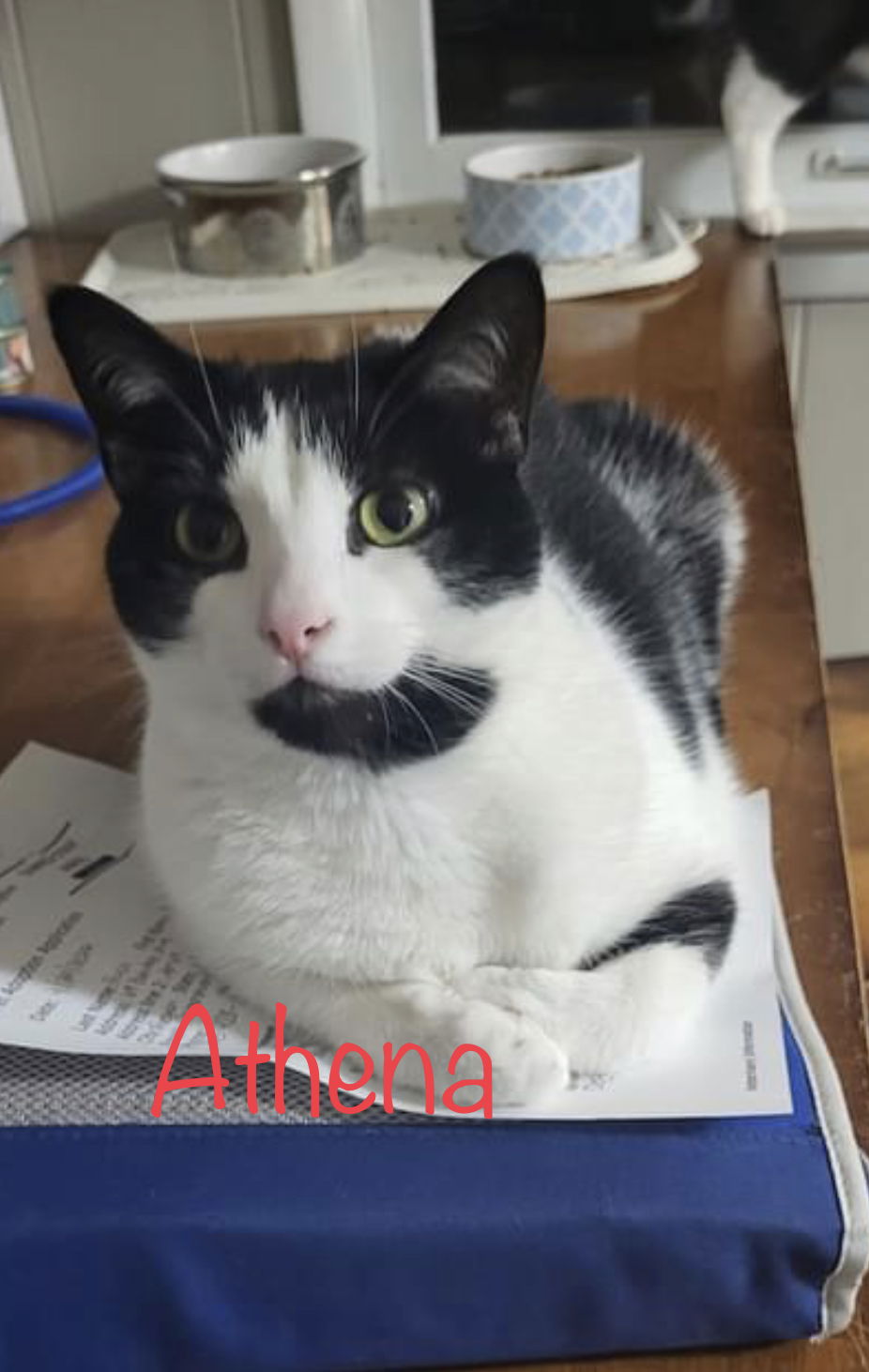 adoptable Cat in Middletown, NY named Athena