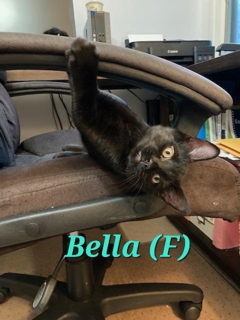 adoptable Cat in Middletown, NY named Bella