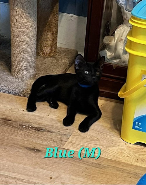 Blue, a cat for adoption from Dumped Stray Animal Rescue