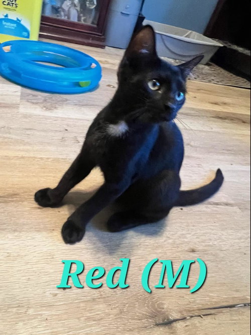 Red, a cat for adoption from Dumped Stray Animal Rescue
