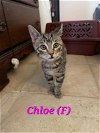 adoptable Cat in middletown, ny, NY named Chloe