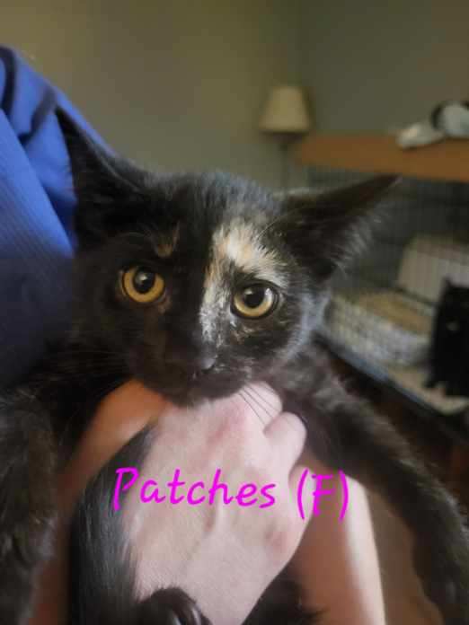 adoptable Cat in Middletown, NY named Patches