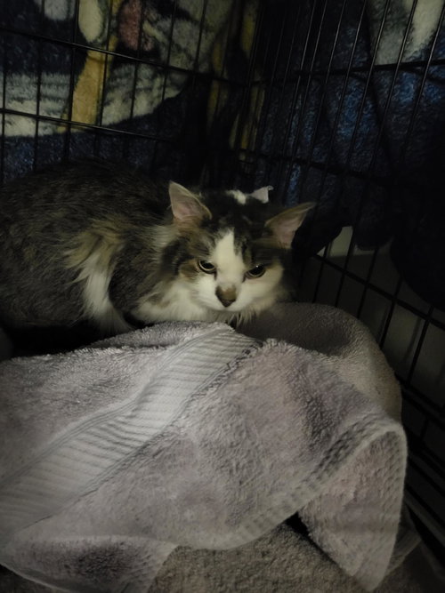 Emma #4, Young Domestic Long Hair / Mixed (long coat), cat for adoption in Clifton, New Jersey