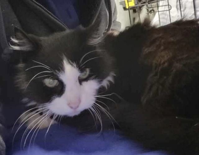 adoptable Cat in Middletown, NY named Wednesday