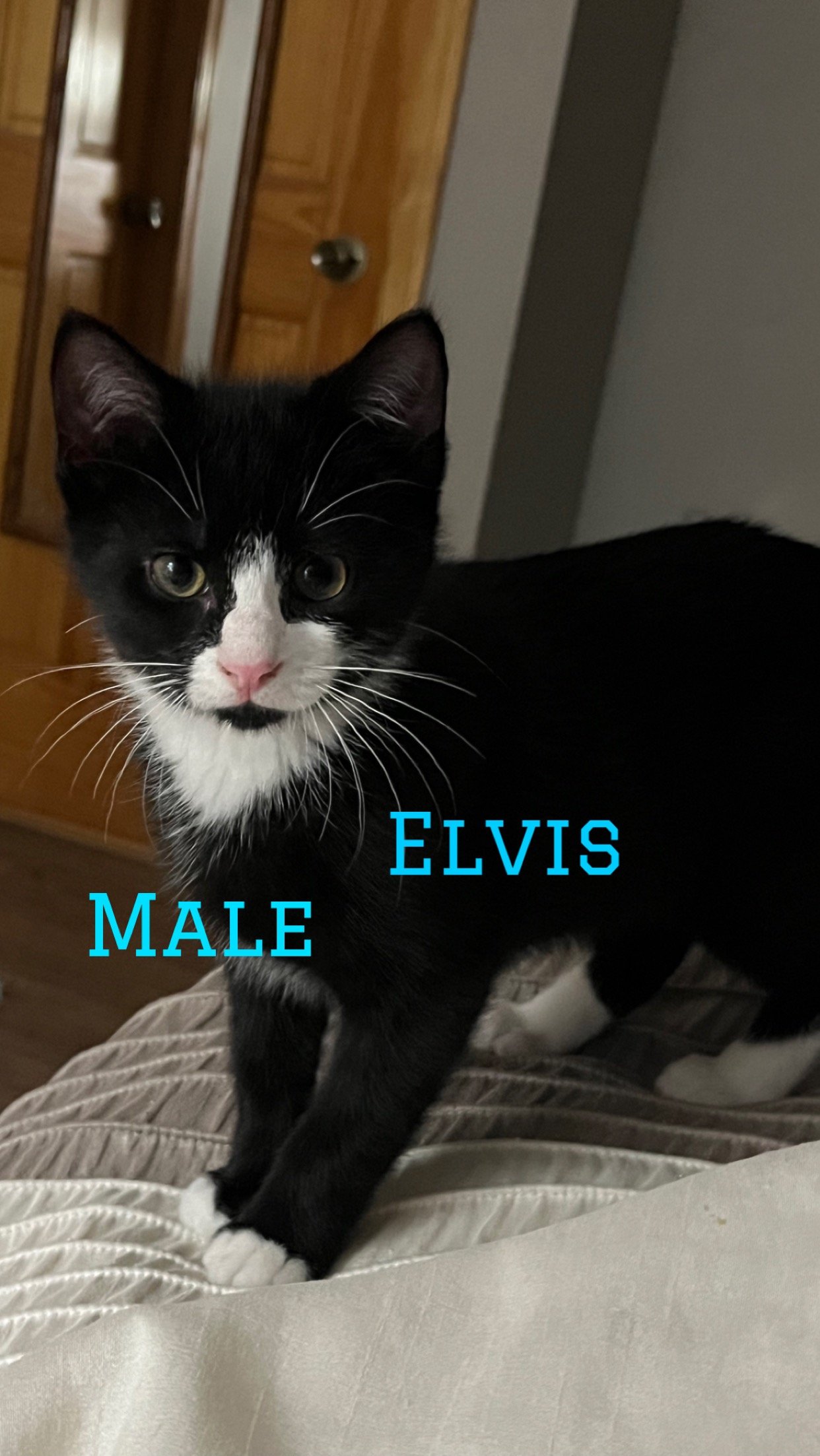 adoptable Cat in Middletown, NY named Elvis