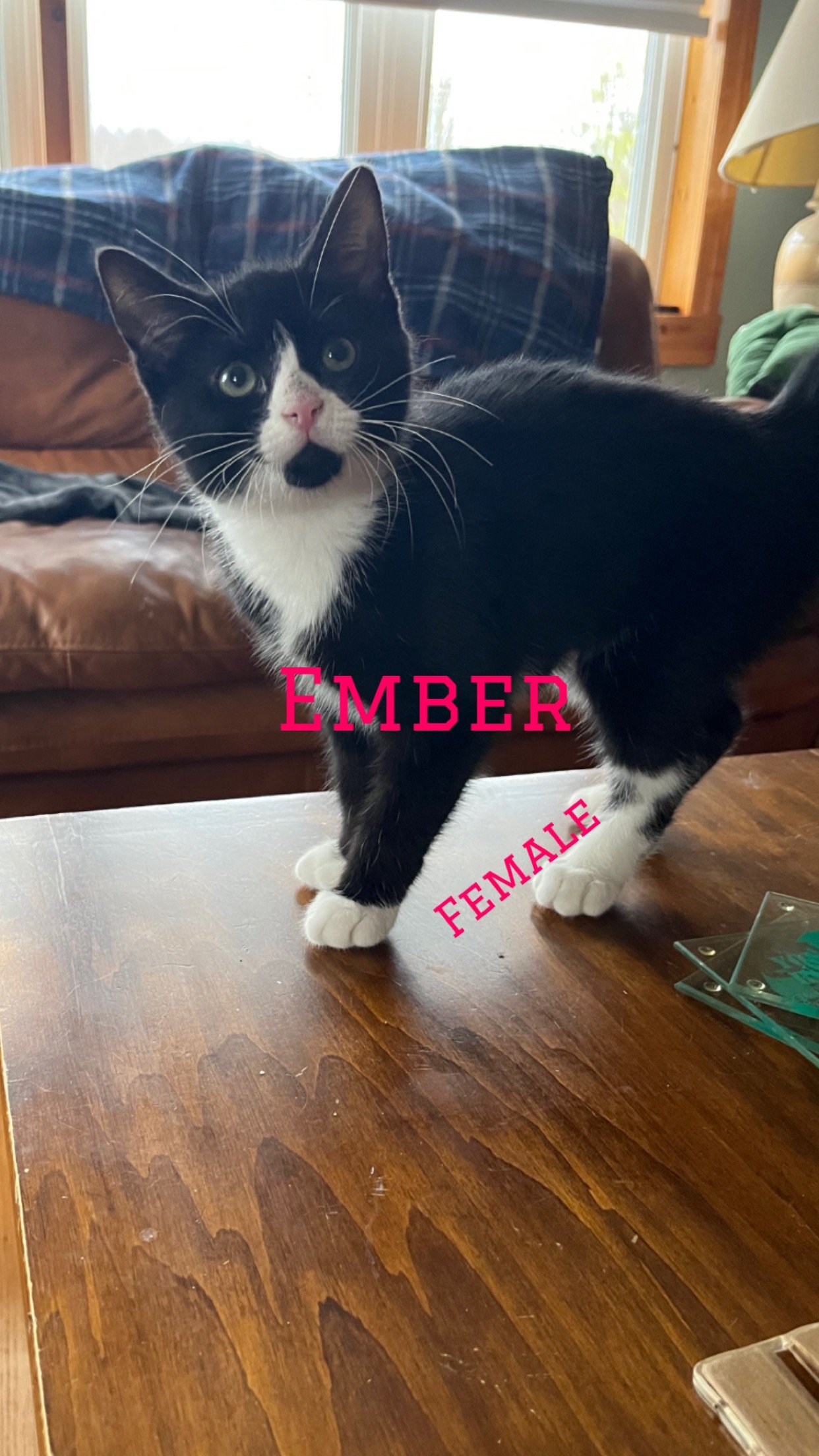 adoptable Cat in Middletown, NY named Ember