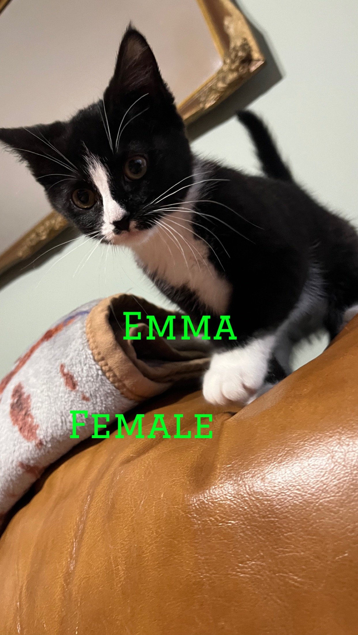 adoptable Cat in Middletown, NY named Emma