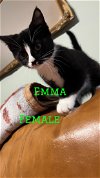 adoptable Cat in  named Emma