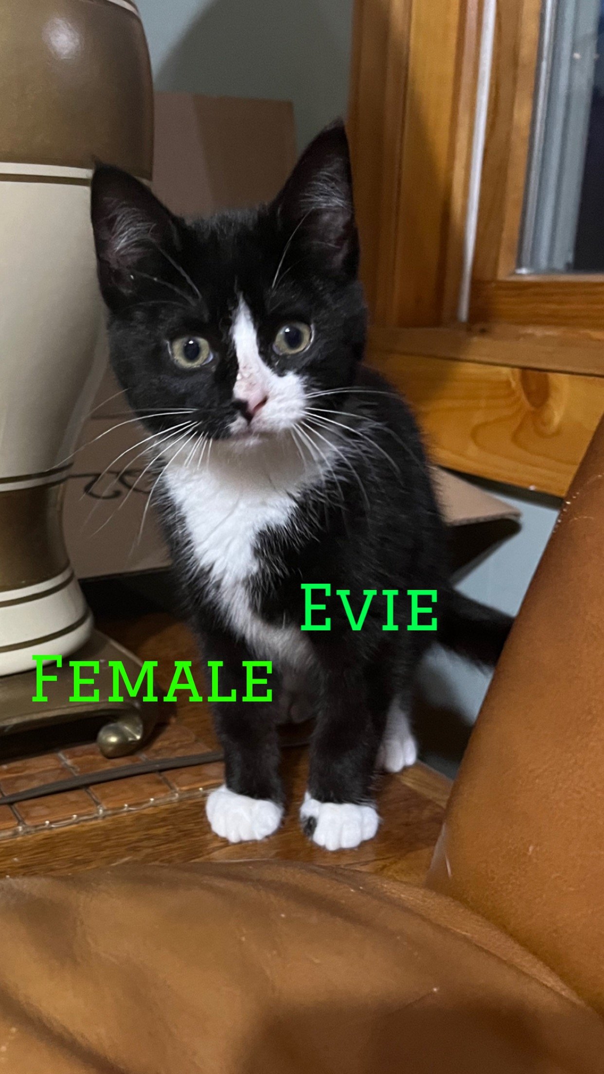 adoptable Cat in Middletown, NY named Evie