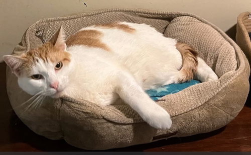 Popcorn, Domestic Short Hair, cat for adoption in Clifton, New Jersey