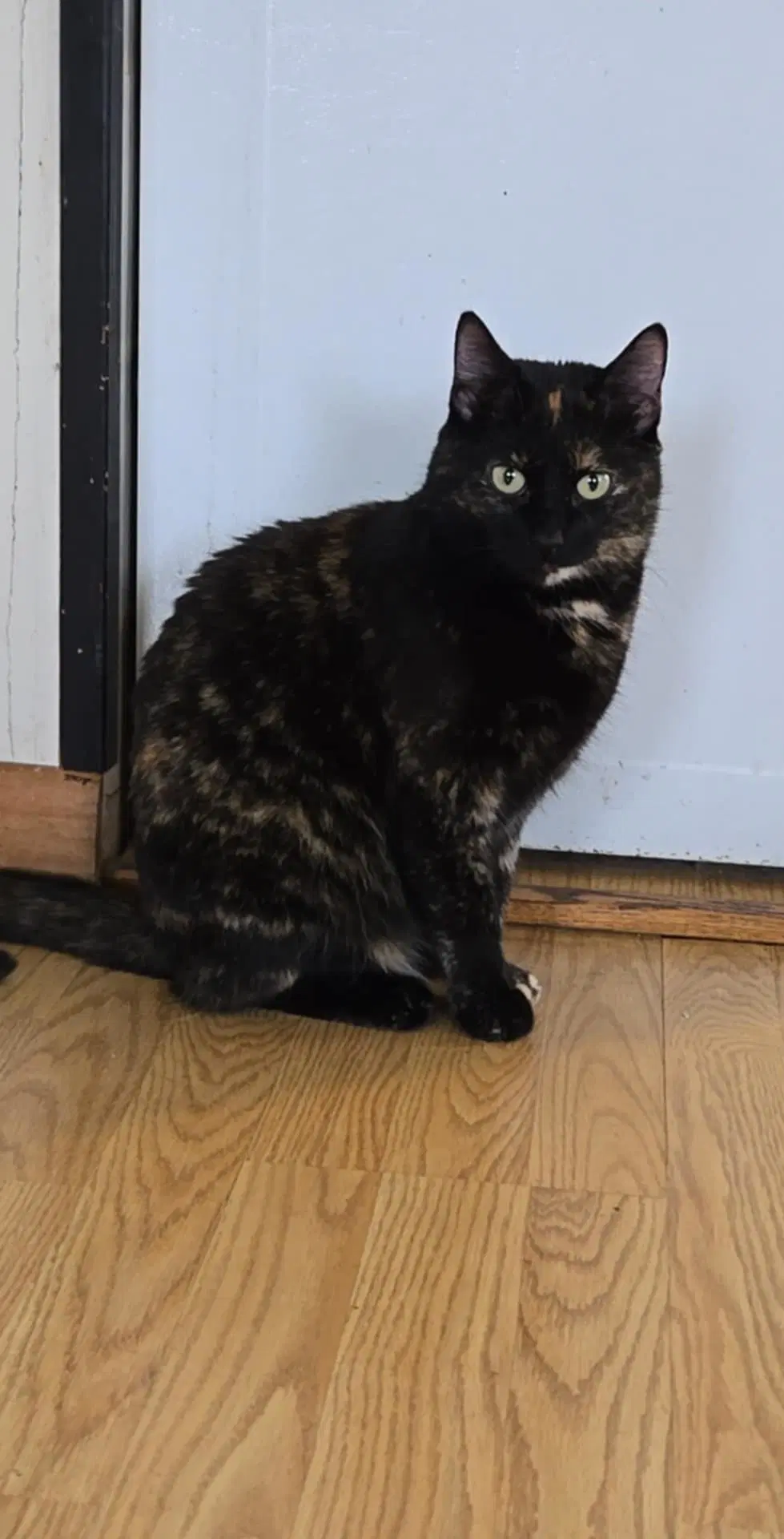 Otis - Domestic Short Hair