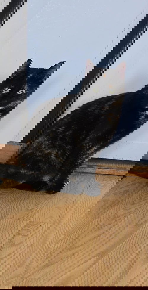 picture of the cat needing adoption