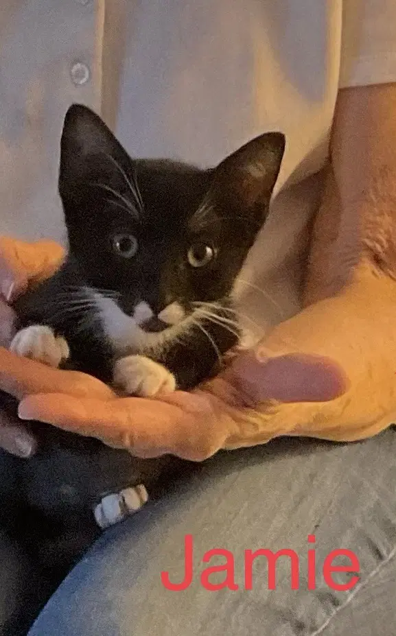 Jamie - Domestic Short Hair