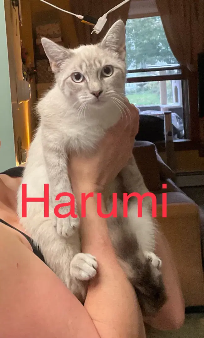 Harumi - Domestic Short Hair