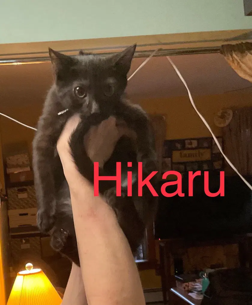 Hikaru - Domestic Short Hair