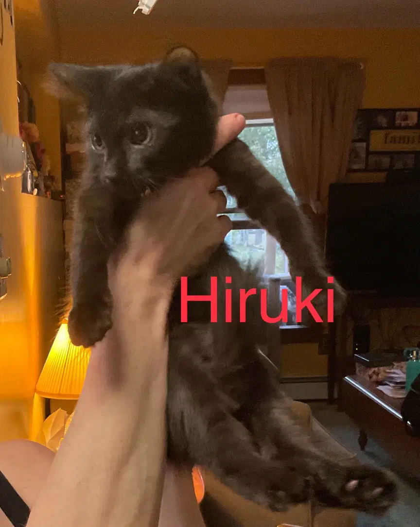 Hiruki - Domestic Short Hair