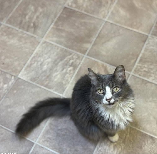 KIARA - Domestic Long Hair available for adoption