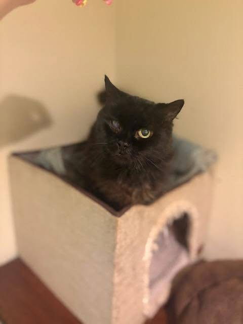 MK #4 - Domestic Short Hair available for adoption
