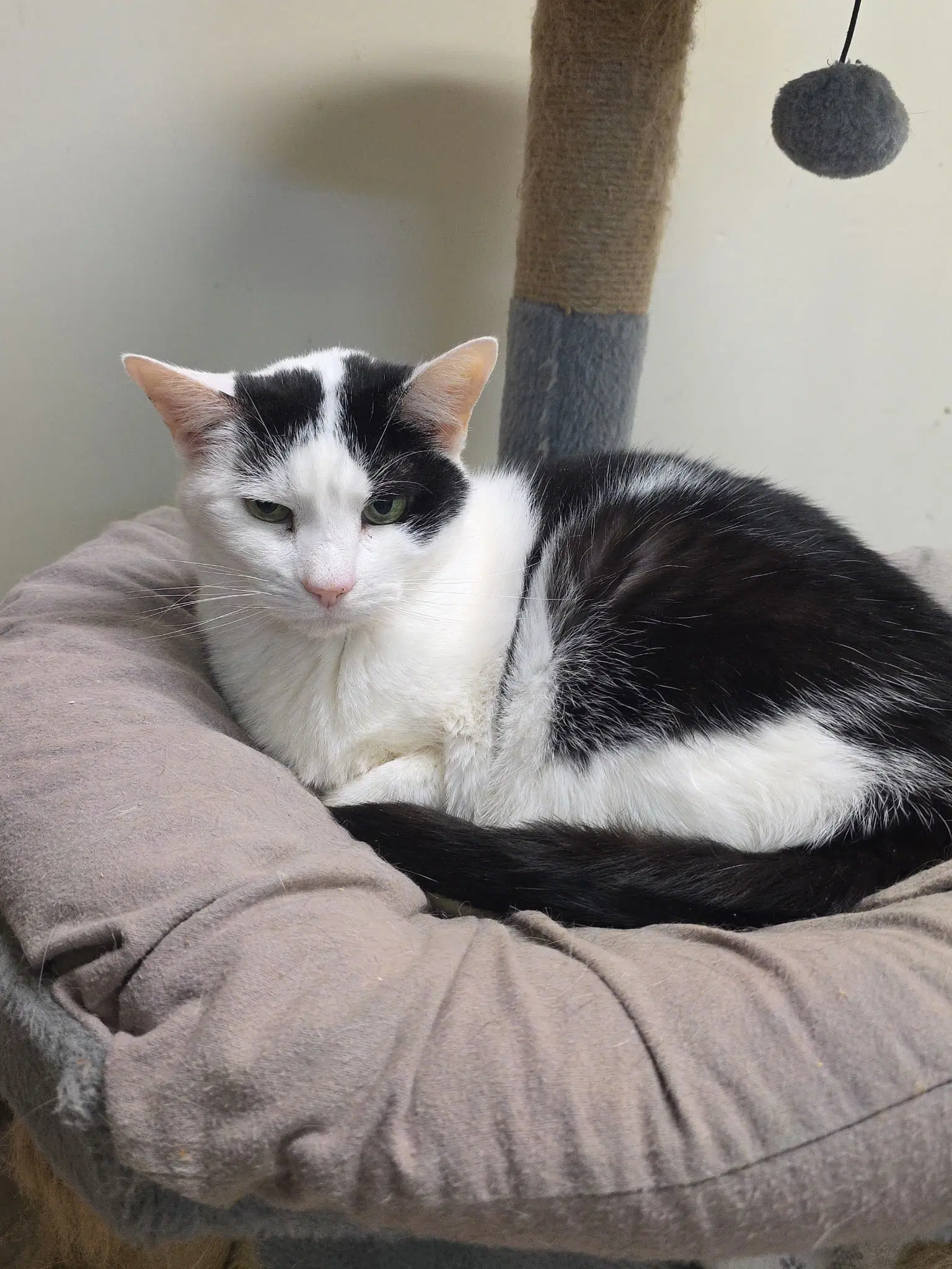 Mk - Domestic Short Hair