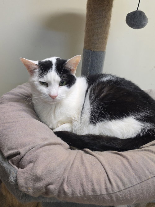 MK #5 - Domestic Short Hair available for adoption