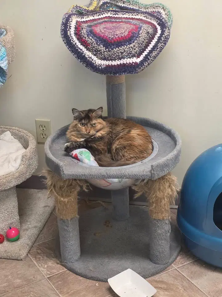 Prospect St - Domestic Short Hair