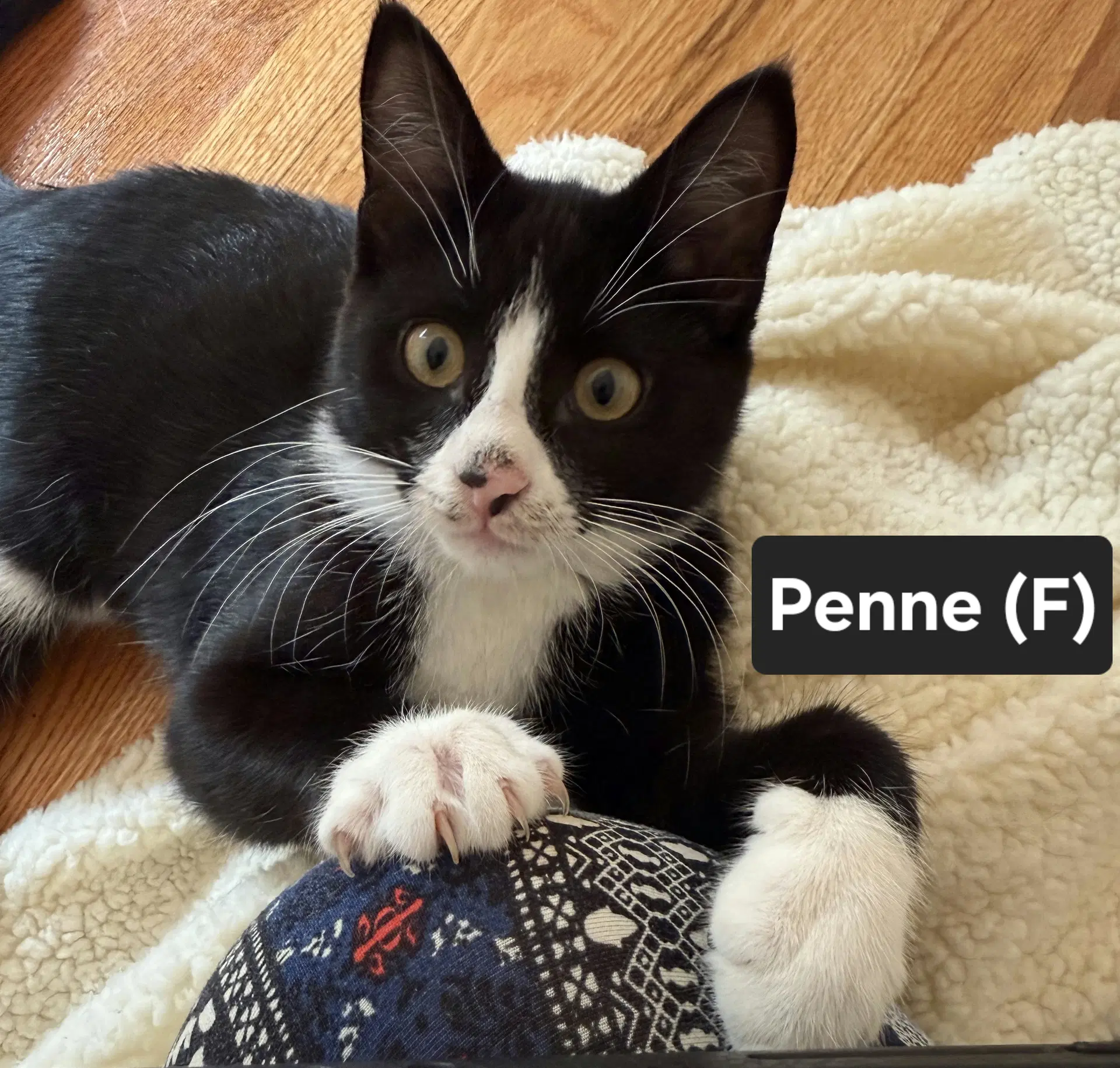 Penne - Domestic Short Hair