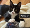 Penne - Photo 1