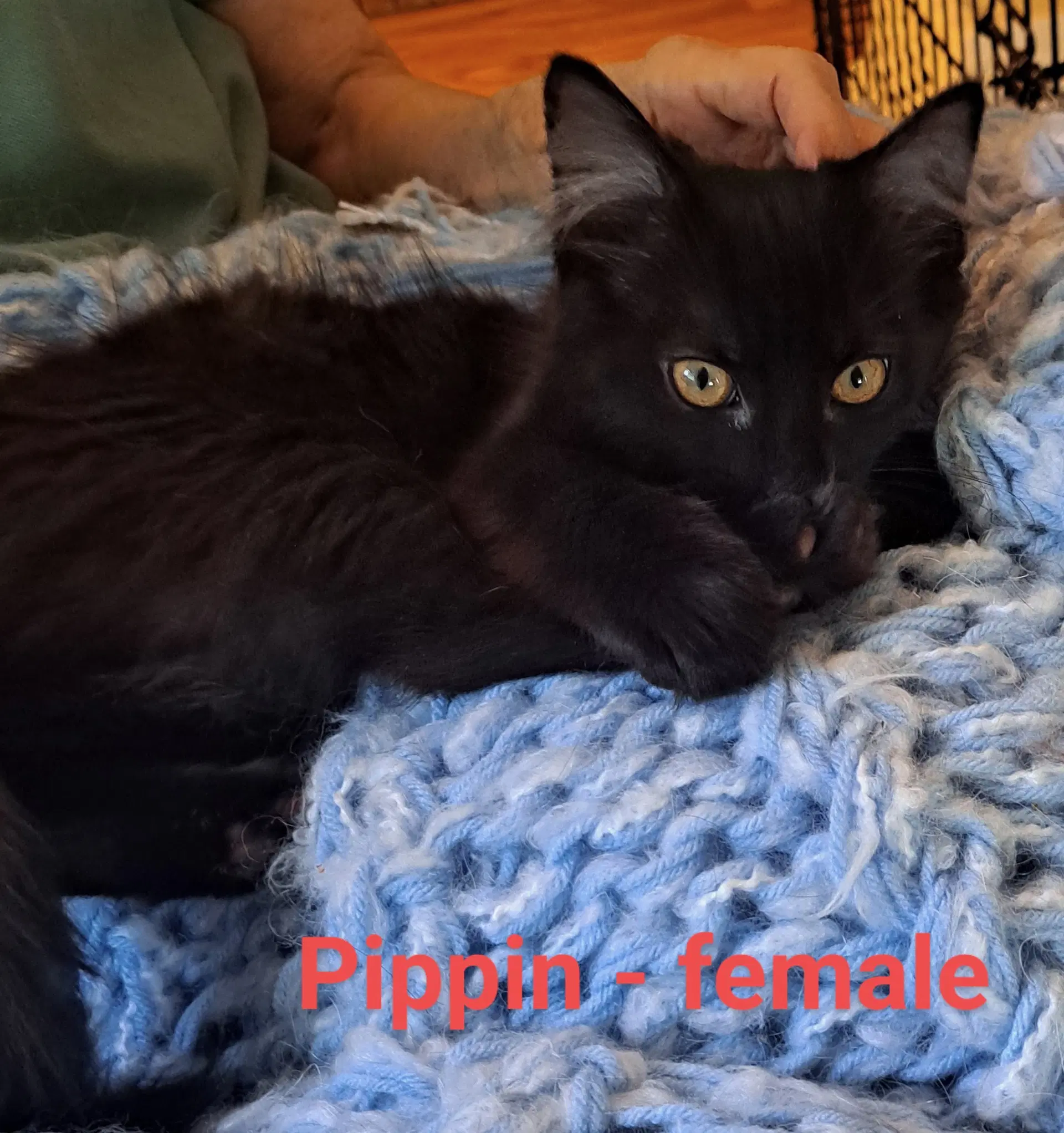 Pippi - Domestic Medium Hair